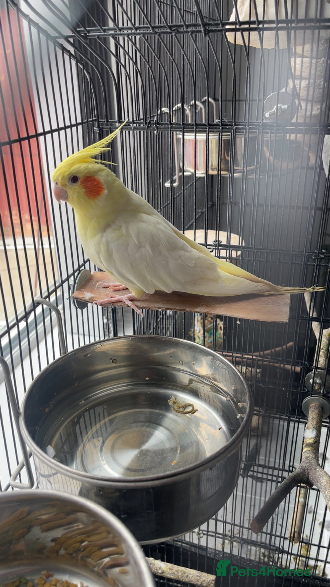 Cockatiels birds for sale: Pair of M/F Cockatiels (2 for £100) - Advert 5
