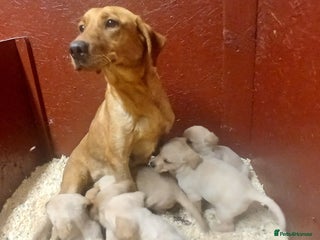 Labrador Retriever dogs - Advert 4