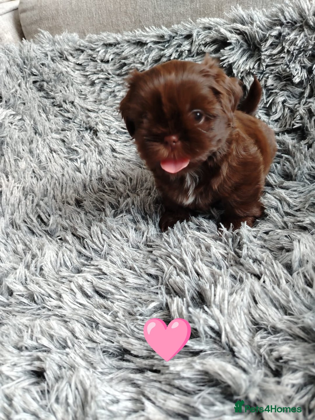 Shih Tzu dogs for sale: Imperial shi tzu babies  - Image 20