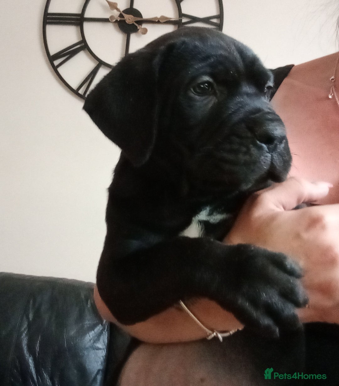 Cane Corso dogs for sale: Cane Corso Puppy 3 -  READY TO GO Chunky Cane Corso Pups - Image 1