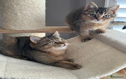 British Shorthair cats for sale: READY NOW! 2 available girls - Advert 11