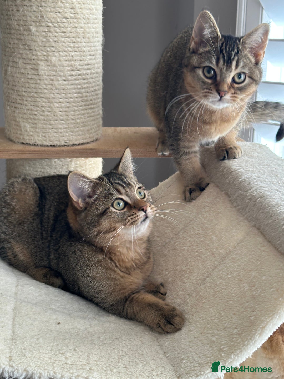 British Shorthair cats for sale: READY NOW! 2 available girls - Advert 11