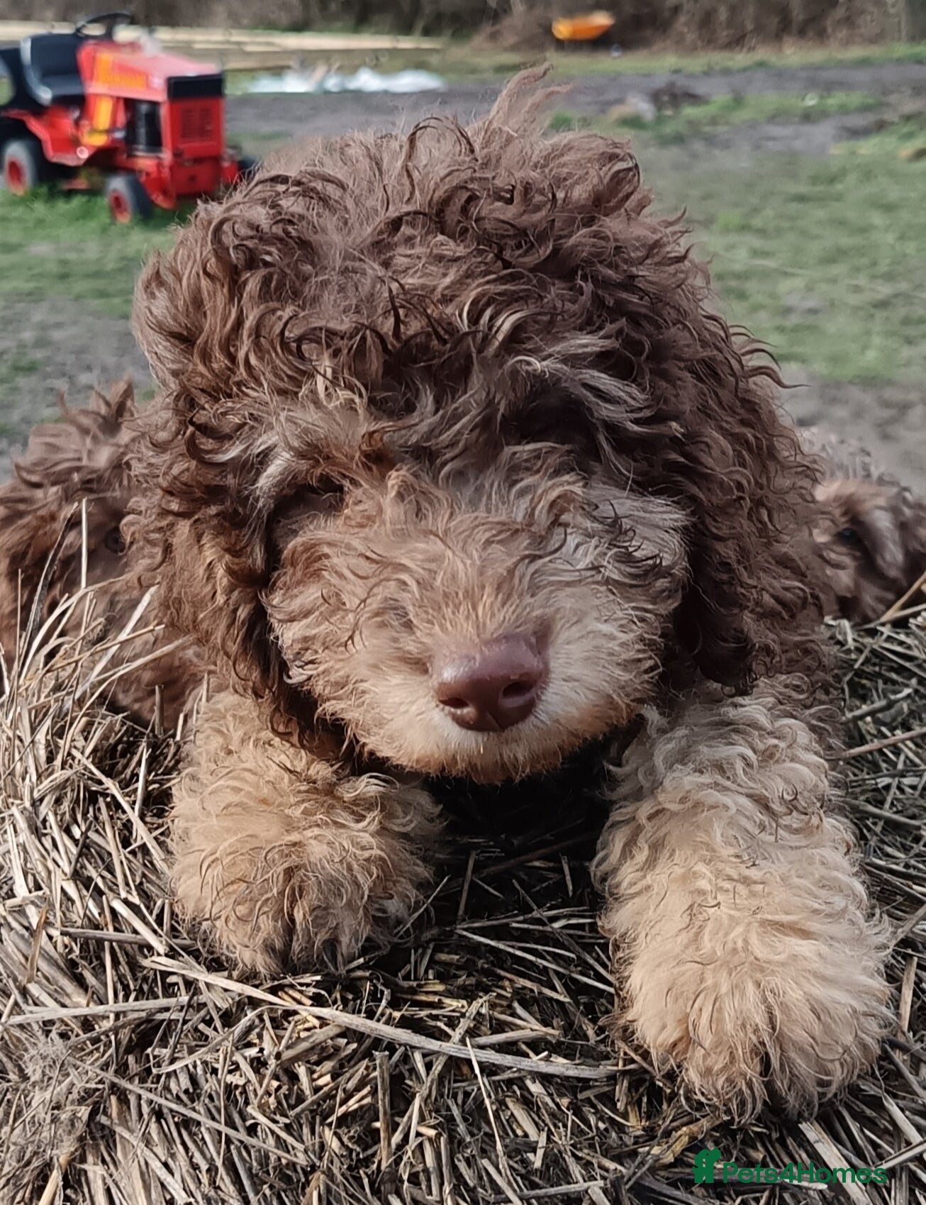 Labradoodle dogs 🐾🌈 Unique PhantomParti & Tuxedo Part trained🐾🌈 - Advert 4