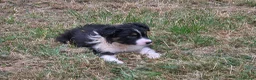 Border Collie dogs for sale: Border Collie Puppies for Sale  in Sleaford - Advert 3