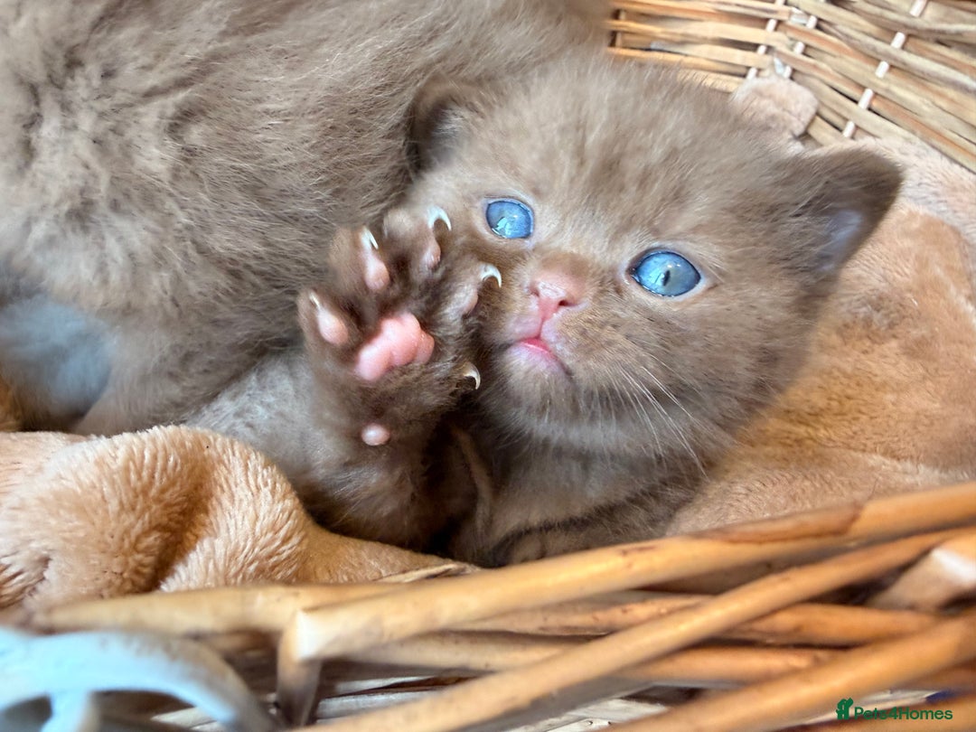 British Shorthair cats for sale: Cinnamon British shorthair kittens - Advert 12