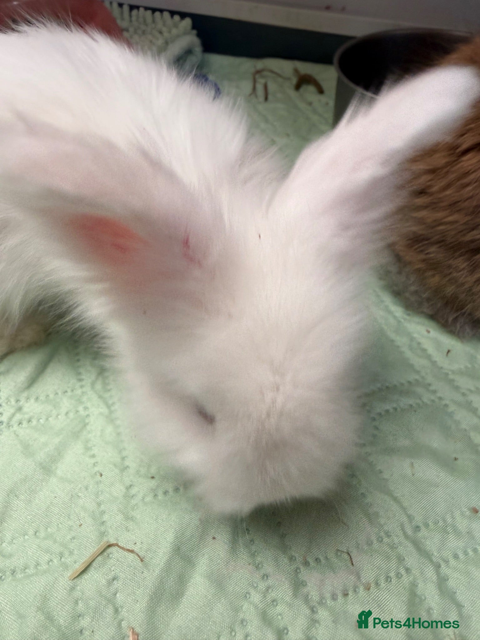 Angora rabbits Angora full face purebred balls of fluff 🐇  - Advert 2