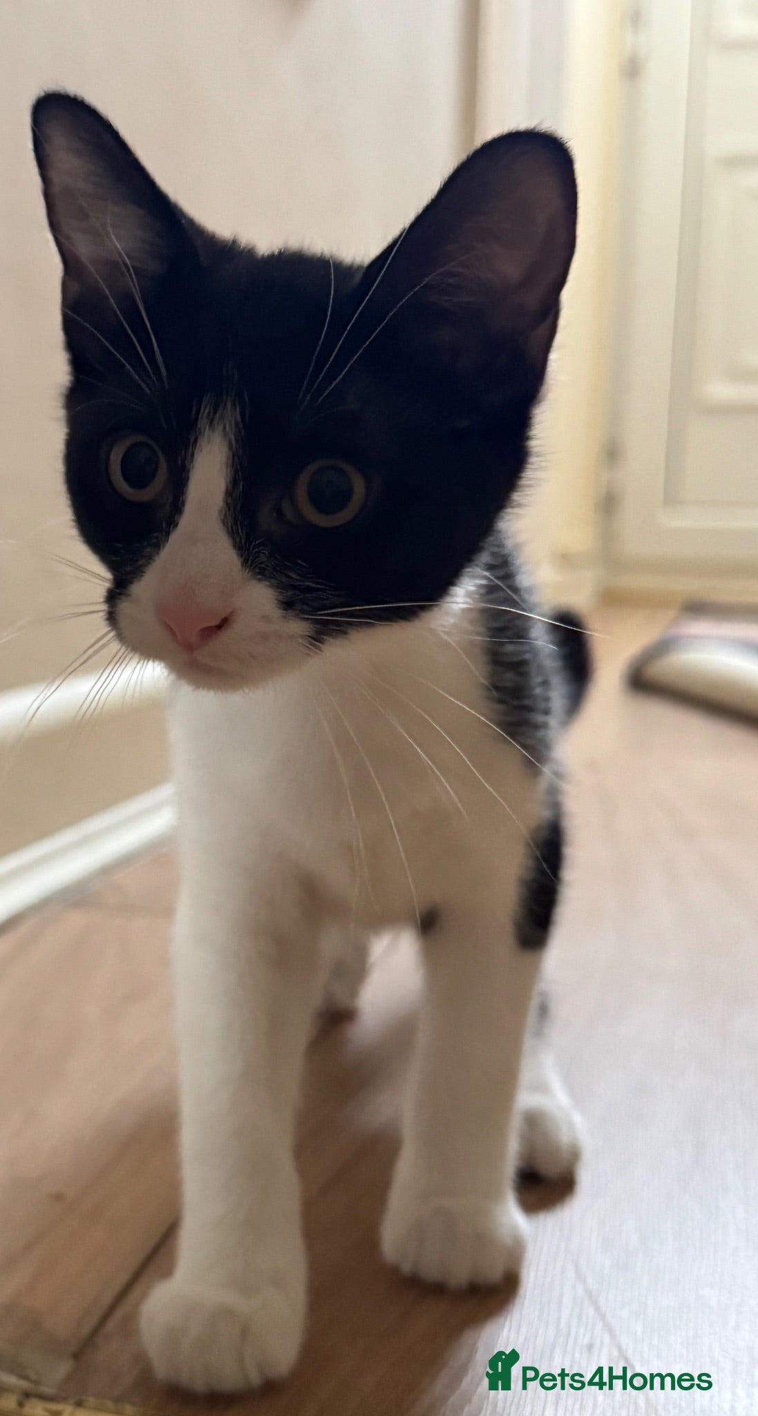 Mixed Breed cats 😻ONLY ONE BEAUTIFUL GIRL KITTEN LEFT!😻 - Advert 8