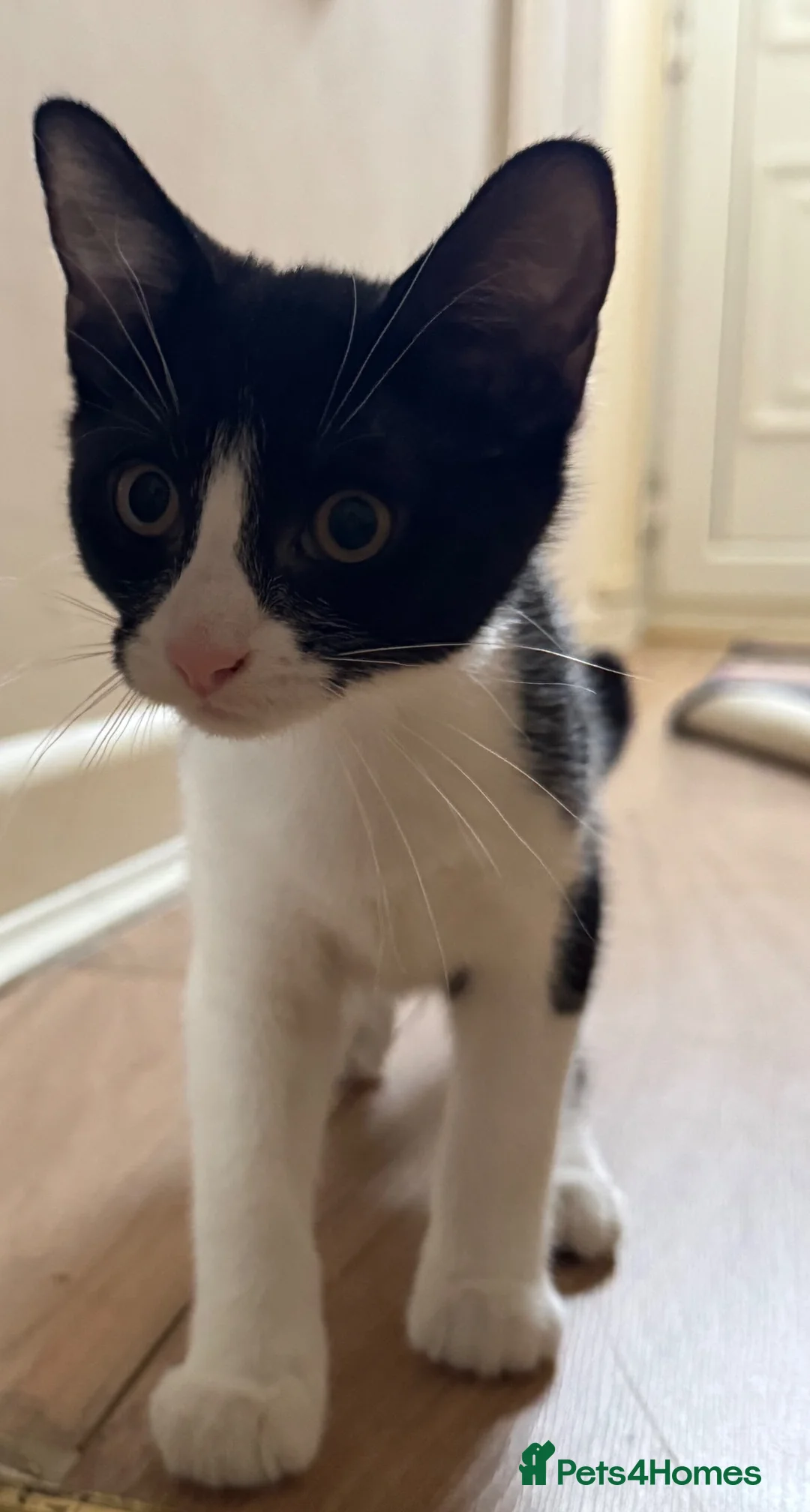 Mixed Breed cats for sale: 😻ONLY ONE BEAUTIFUL GIRL KITTEN LEFT!😻 - Advert 1