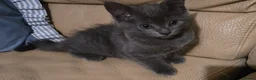 Mixed Breed cats for sale: Two Kittens Ragdoll Cross in Sunderland - Advert 6