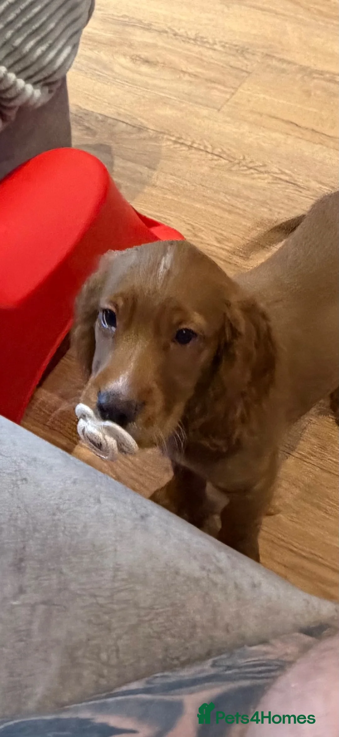 Cocker Spaniel dogs for sale: Jax working cocker spaniel puppy in Runcorn - Advert 3
