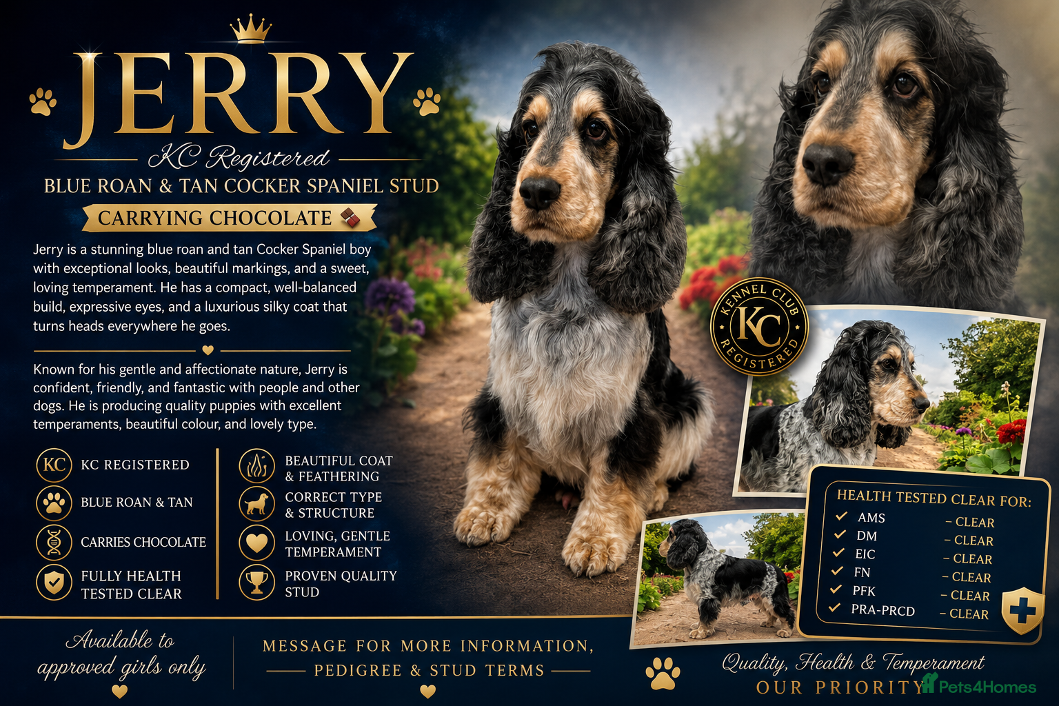 Cocker Spaniel dogs Blue roan and tan stud  - Advert 2