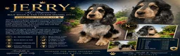 Cocker Spaniel dogs for stud: Blue roan and tan stud  - Advert 3