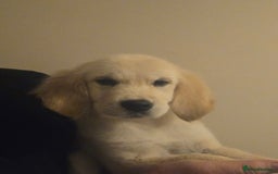 Golden Retriever dogs for sale: Ready to leave now 💕 fully vaccinated 🥰 - Image 24