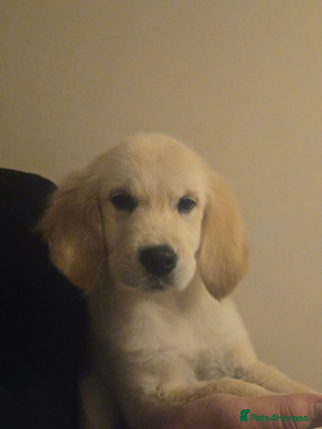 Golden Retriever dogs for sale: Ready to leave now 💕 fully vaccinated 🥰 - Image 24