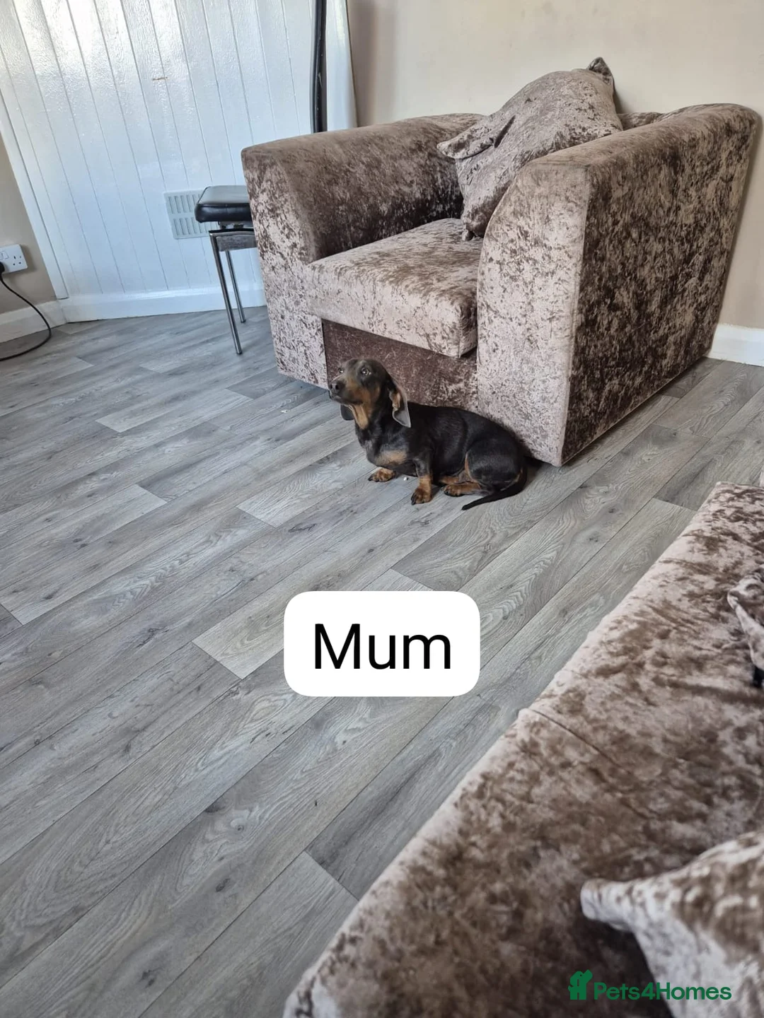 Miniature Dachshund dogs for sale: Miniature dachshund - Advert 12