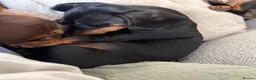 Dachshund dogs for sale: Black and Tan girl for sale  - Advert 2