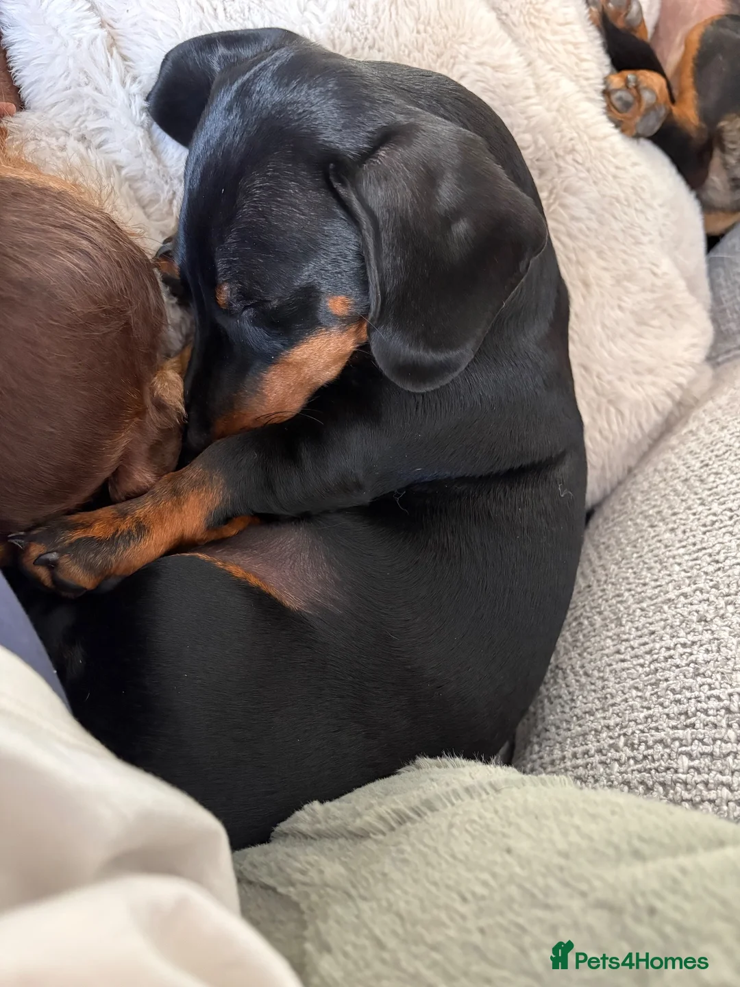 Dachshund dogs for sale: Black and Tan girl for sale  - Advert 2