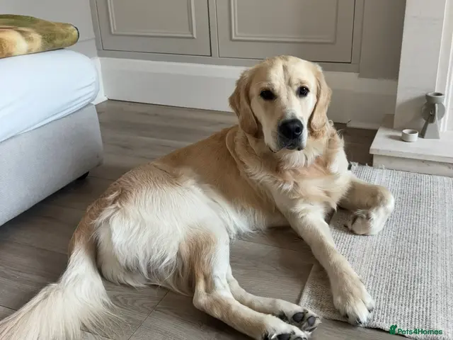 Golden Retriever dogs for stud: Show line Golden Retriever Stud - Advert 1
