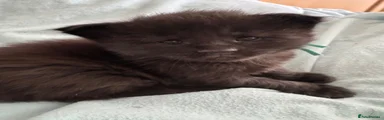 Beauxcoon Cogsworth 