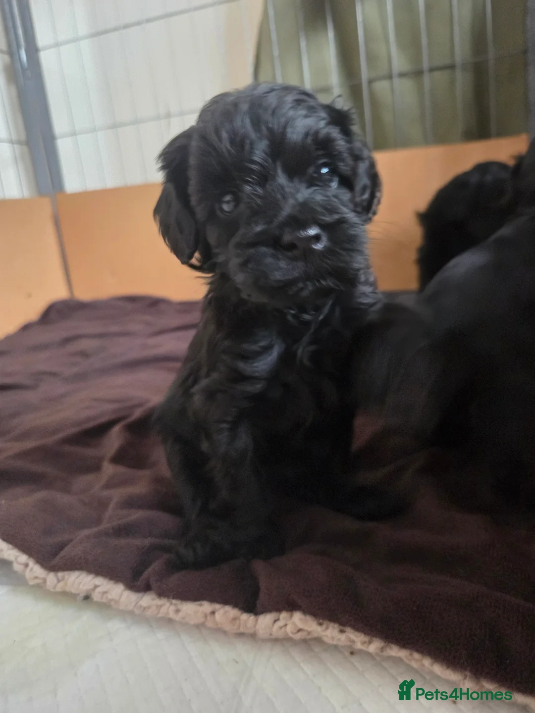 Cockapoo dogs for sale: F1B Toy Cockapoo Puppies - Advert 3