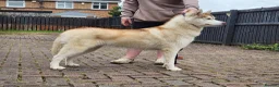 Siberian Husky dogs for sale: Beautiful KC registered Siberian husky  - Advert 2