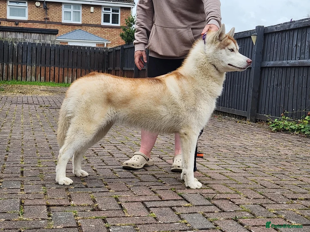 Siberian Husky dogs for sale: Beautiful KC registered Siberian husky  - Advert 2