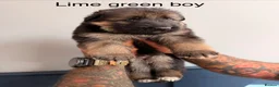 German Shepherd dogs for sale: Purebred German shepherd puppies  - Advert 13