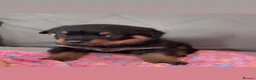 Rottweiler dogs for sale:  Nearly 5 weeks old lovely little rotwieler puppys - Advert 2