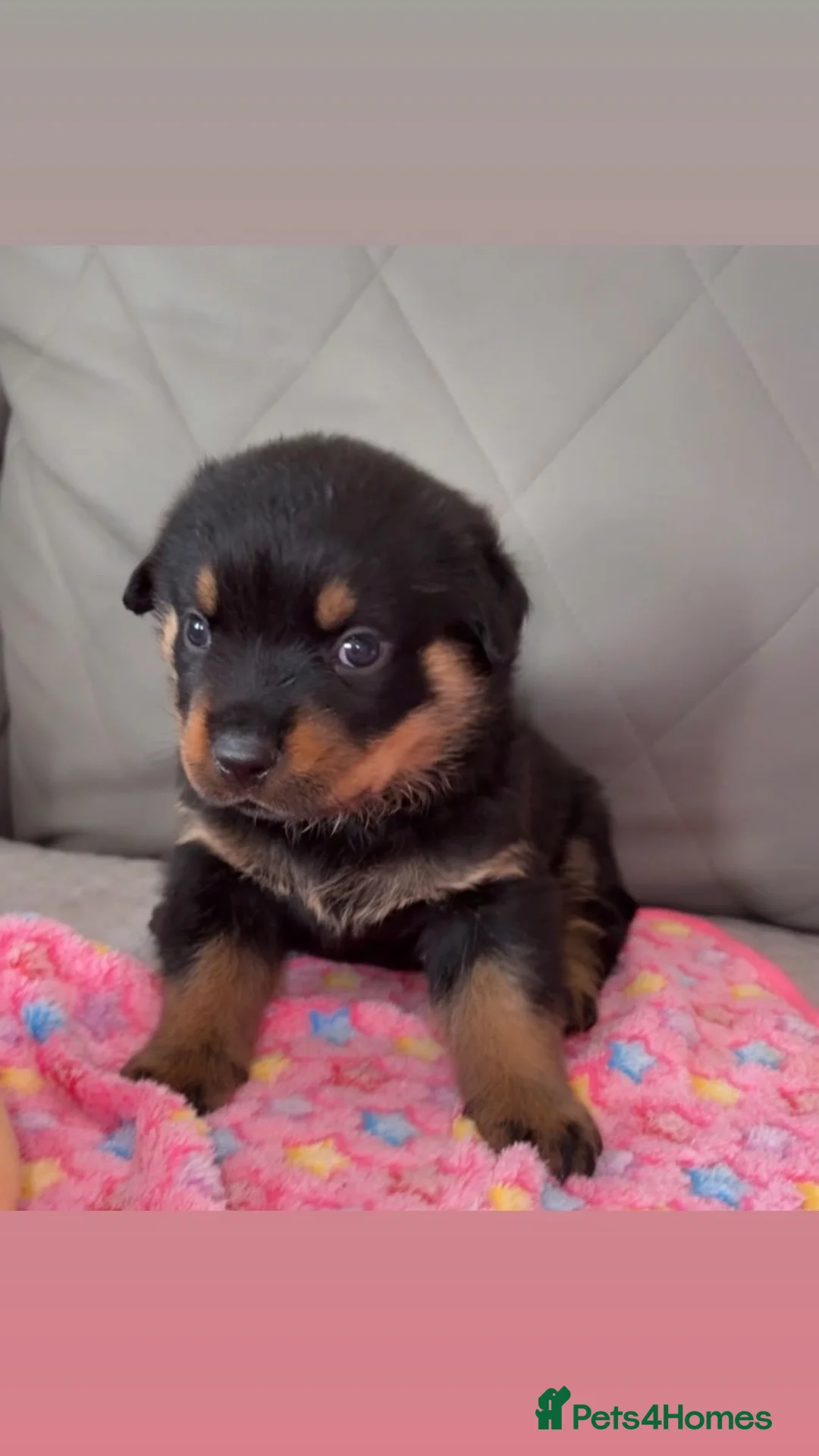 Rottweiler dogs for sale:  Nearly 5 weeks old lovely little rotwieler puppys - Advert 2