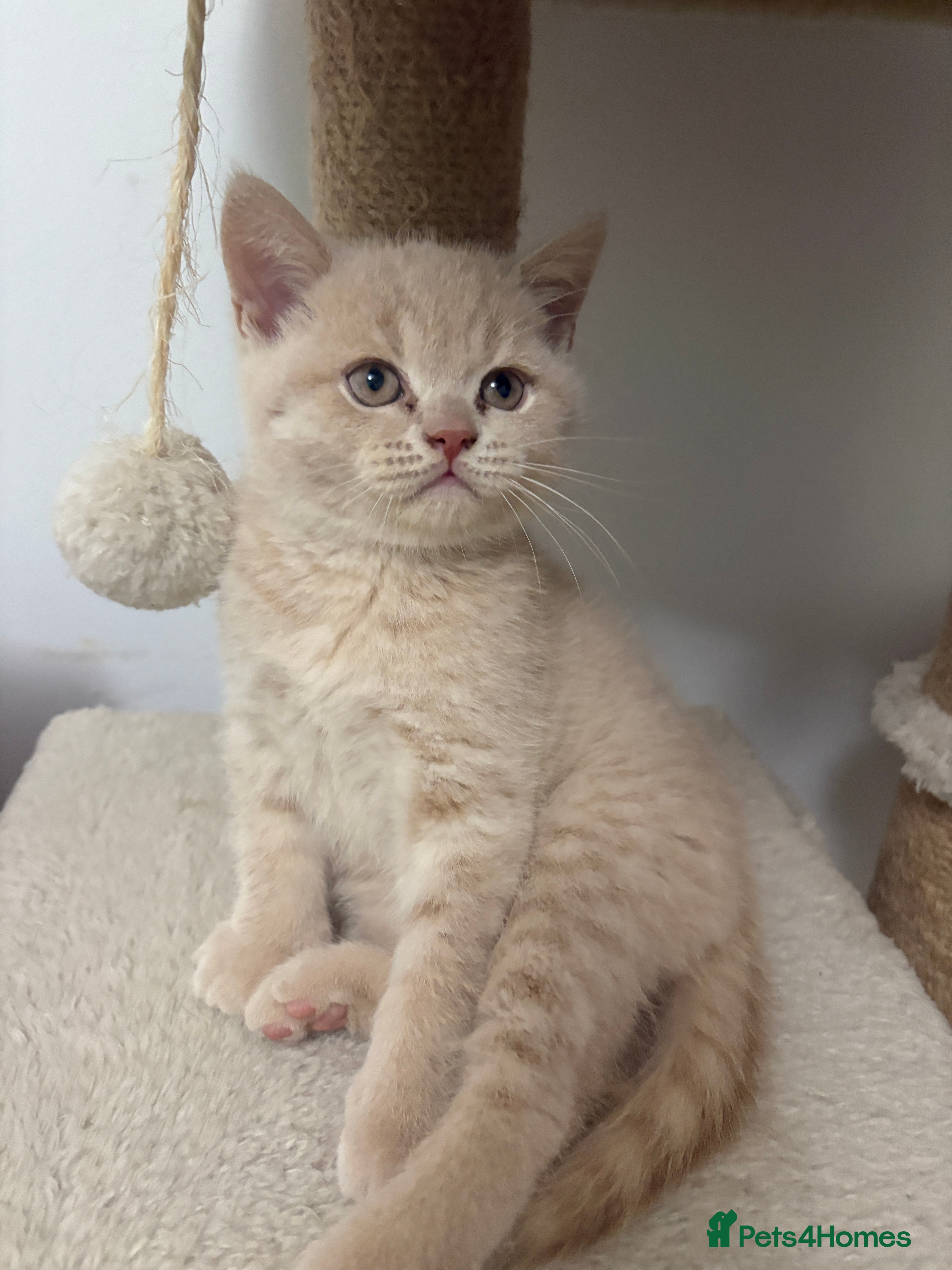 British Shorthair cats Microchipped + Vaccinated 23/12 – Ready now - Advert 3