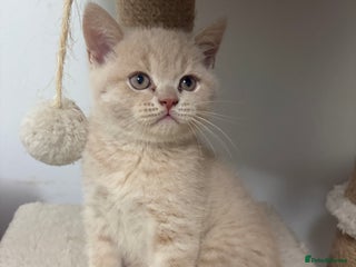 British Shorthair cats Microchipped + Vaccinated 23/12 – Ready now - Advert 3