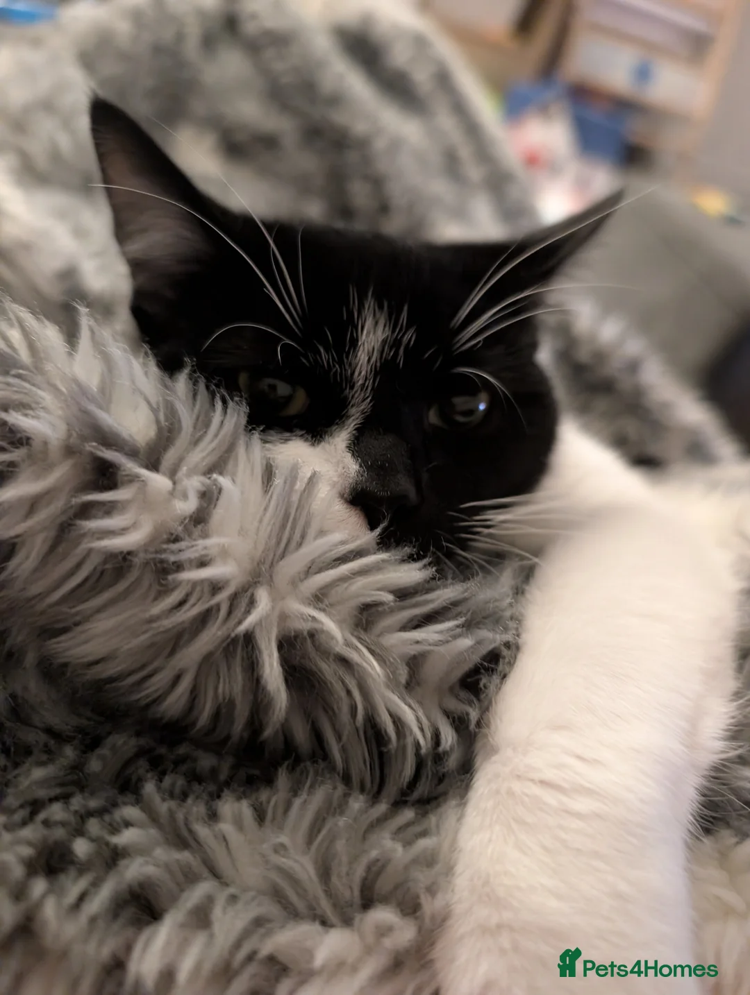 Mixed Breed cats for sale: 2 x Male 7 month old Kittens - Advert 8