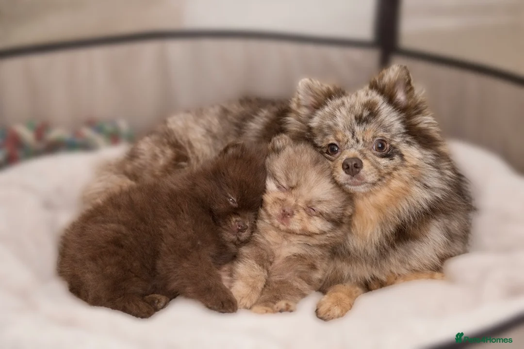 Pomeranian dogs for sale: Pomeranian puppy’s  - Advert 4