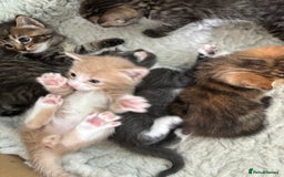 Mixed Breed cats for sale: Kittens ready this week. - Image 14