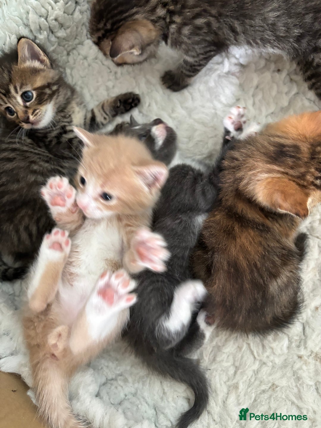 Mixed Breed cats for sale: Kittens ready this week. - Image 14