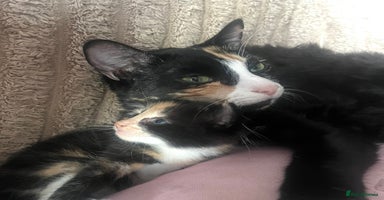 Mixed Breed cats - Advert 6