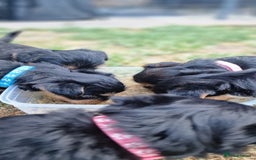 Yorkshire Terrier dogs for sale: 💖 Stunning Yorkshire Terrier Puppies in Derby - Image 12