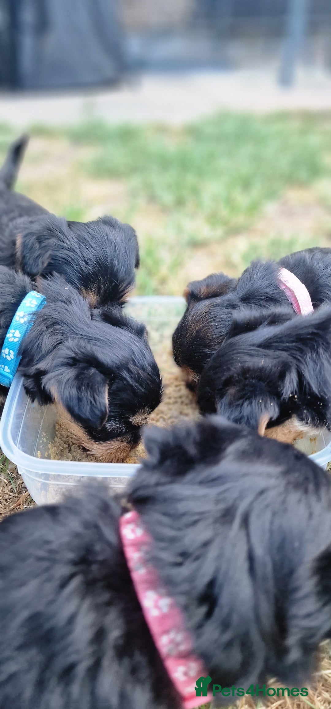 Yorkshire Terrier dogs for sale: 💖 Stunning Yorkshire Terrier Puppies in Derby - Image 12