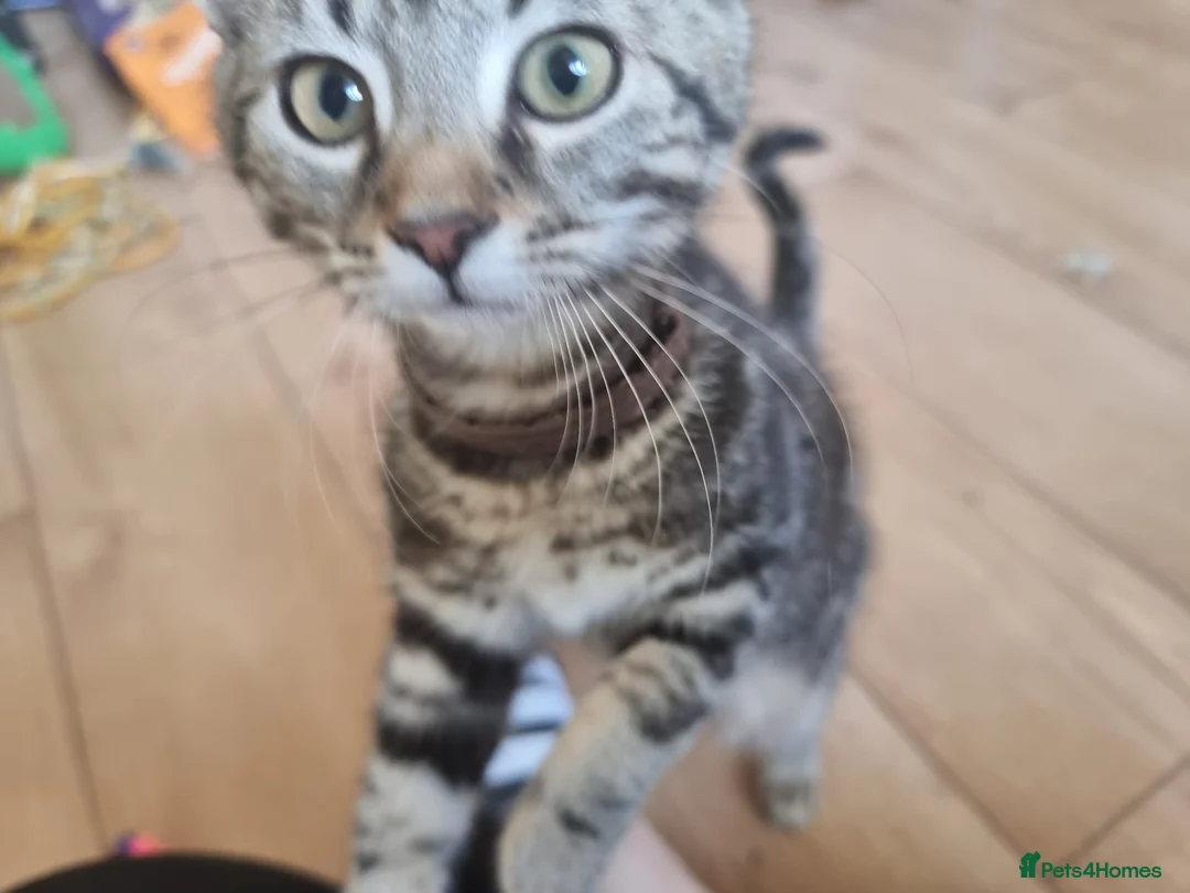 Mixed Breed cats for sale: 3 lovely little boys looking for their family - Advert 1