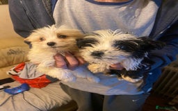 Jackapoo dogs for sale: Jackapoo puppies for sale  - Advert 1