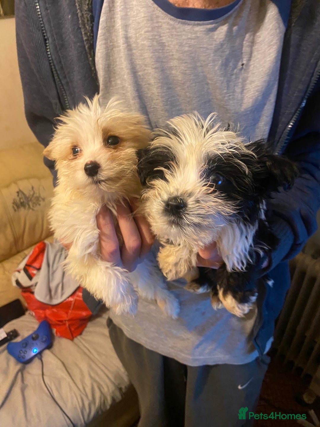 Jackapoo dogs for sale: Jackapoo puppies for sale  - Advert 1