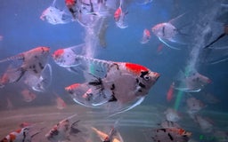 Angelfish fish for sale: High quality Koi angel fish  - Image 1