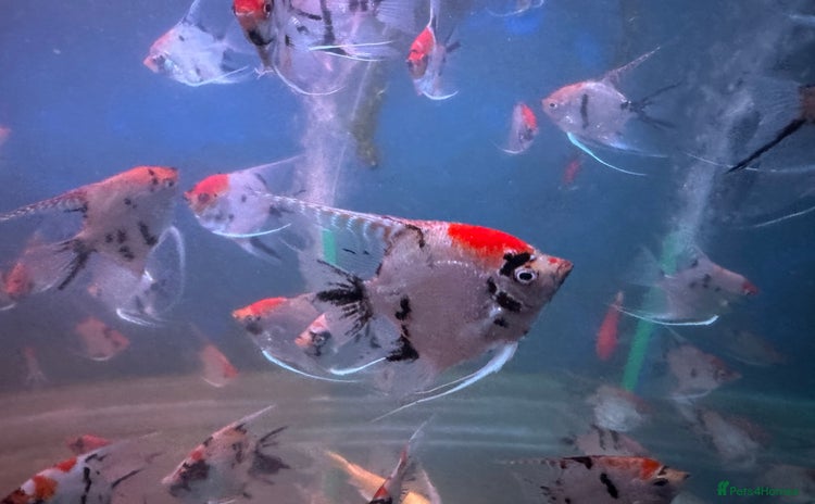 Angelfish fish - Advert 1