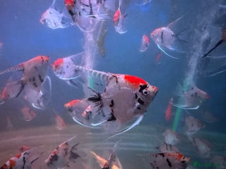 Angelfish fish for sale - Advert 1