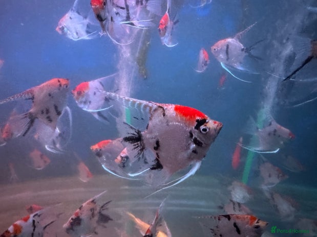 Angelfish fish - Advert 1