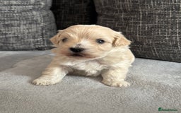 Mixed Breed dogs for sale: 6 beautiful havapoo’s - Image 5