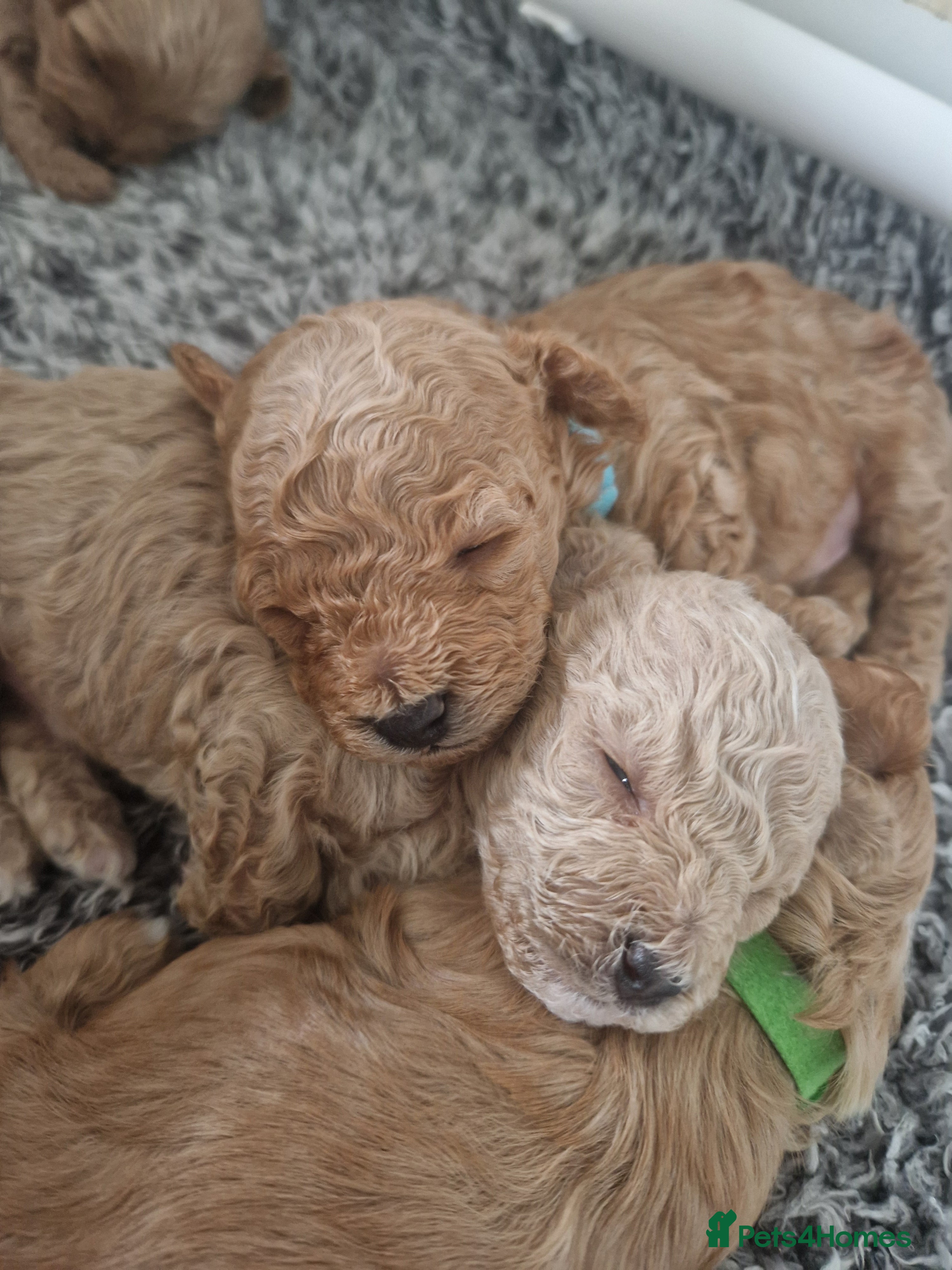 Maltipoo dogs Beautiful F1B Toy Maltipoos  - Advert 16