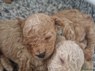 Maltipoo dogs Beautiful F1B Toy Maltipoos - Advert 16