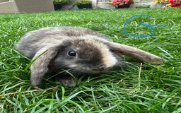 Mini Lop rabbits for sale: Mini Lop Male and Female Rabbits For Sale  - Image 26
