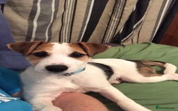 Parson Russell dogs for stud: Parson Russel Terrier stud - Image 1